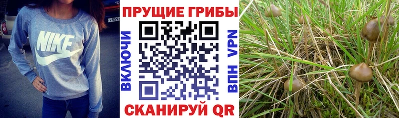 Псилоцибиновые грибы GOLDEN TEACHER  Иннополис 